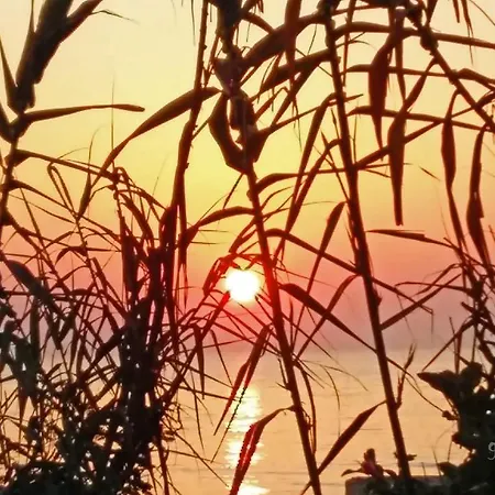 Chant Des Cigales * Cassis